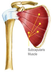 Subcapularis Muscles